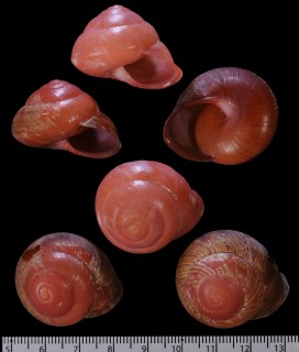 アカネマダラカスリマイマイ (仮称) Calocochlia carbonaria heermanni small
