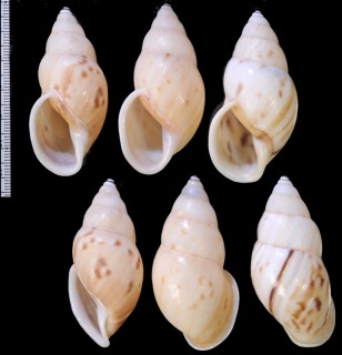 シロマレイマイマイ Amphidromus maculiferus small