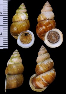 スマトラヒメオオサナギ (仮称) Schistoloma sumatranum small