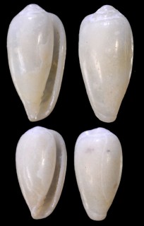 コハクコゴメガイ Hydroginella sagamiensis