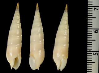 タケノコガイの仲間02 Perirhoe eburnea small