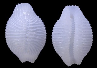 マクタンシラタマ　(仮称) Trivirostra mactanica