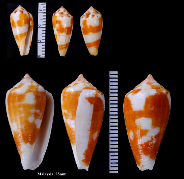 ロビンユキゲイモ (仮称) Conus robini small