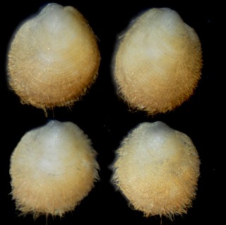 マメシラスナガイ Nipponolimopsis decussata small