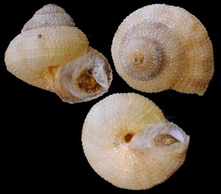 ハヤシグルマ 林車 Heliacus asteleformis small