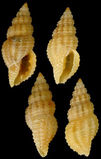 イトマキクチキレツブ Lienardia fuscolineolata