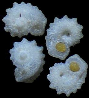 ハグルマソビエツブ (仮称) Astrosansonia dautzenbergi small