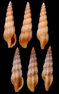 ナナカドケボリクチキレツブ Pseudorhaphitoma hexagonalis