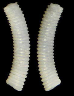 トウマキミジンギリギリツツ Caecum vertebrale small