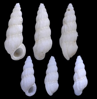 チョウジフシイトカケ Opalia mormulaeformis