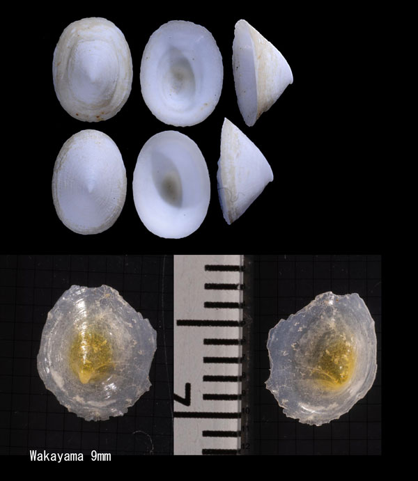ニッポンワタゾコシロガサ Cocculina nipponica small