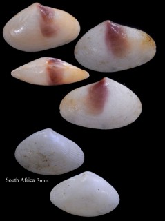 ハマチドリ Spondervilia bisculpta small
