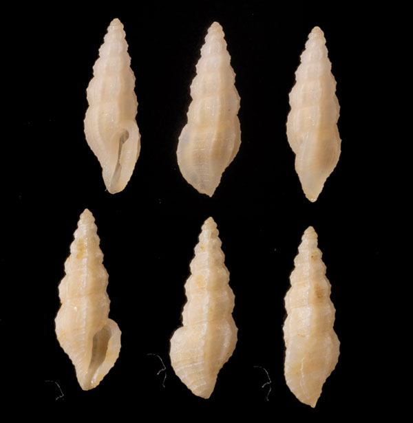 ムカドケボリクチキレツブ Pseudorhaphitoma bipyramidata small