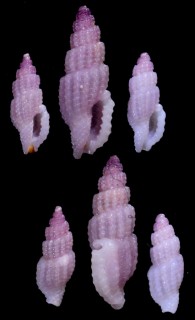 ウスイロコウシツブ Philbertia lutea small