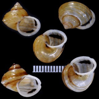 クマドリアオミオカタニシ (仮称) Leptopoma goniostoma small
