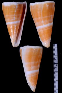 ツヅレイモ Conus voluminalis macarae small