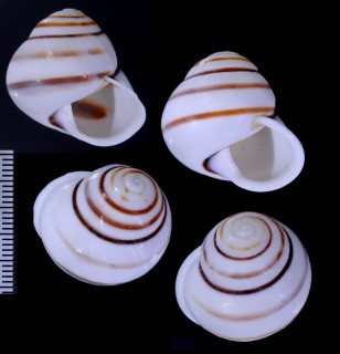 マルチャスジタニシマイマイ Helicostyla sphaerica small