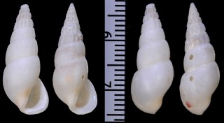 オニチョウジガイ Rissoina gigantea small