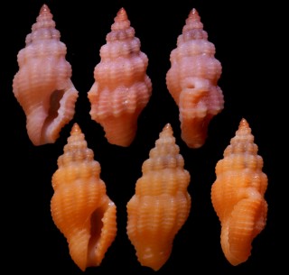 ヒメベニクチキレツブ (仮称) Lienardia coccinea