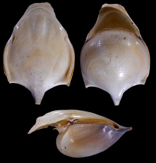カメガイ 亀貝 Cavolinia tridentata small