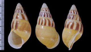 ホロウコンマイマイ (仮称) Amphidromus sp. small