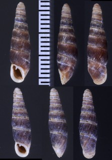 クチジロギセル Hemiphaedusa similaris small