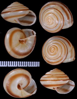 カドマルヒシマイマイ Satsuma succincta amblytropis small
