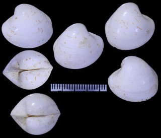 オフクハマグリ Callocardia guttata small