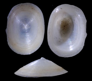 ミソノワタゾコシロガサ近似種 Cocculina sp. small