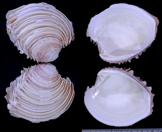 ヒレビノス Circomphalus foliaceolamellosus small