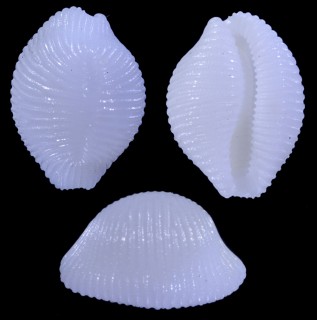 ガスコインシラタマ Trivirostra scabriuscula