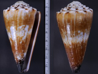 イボカバイモ Conus distans small