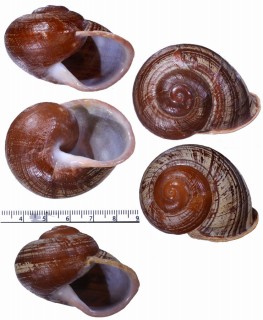 ルソンチャスジタニシマイマイ (仮称) Calocochlia sp. small