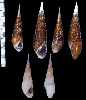 イボシャジクカワニナ (仮称) Stenomelania sp. small