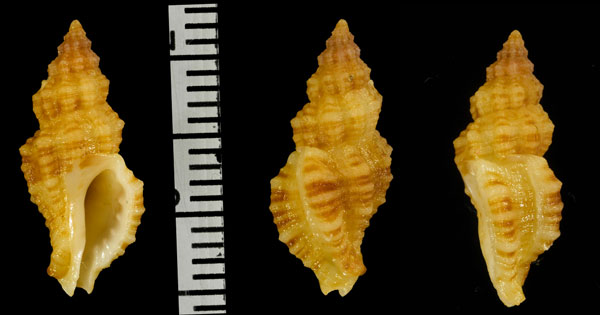 フイリヒメヨウラク Ergalatax dattilioi small