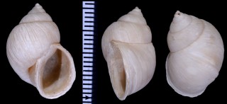 ワスレオカカクタニシ (仮称) Bostryx derelictus small