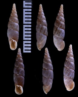 ゴトウギセル Paganizaptyx strictaluna bigeneris small