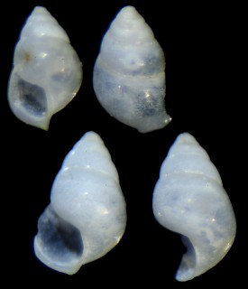セイタカウキマイマイ Limacina bulimoides small