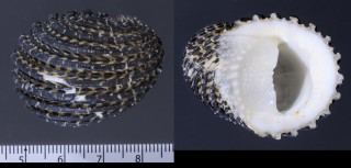 マキミゾアマオブネ Nerita exuvia small