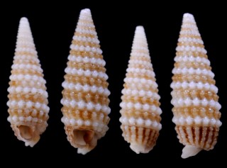 サメハダキリオレ 鮫膚錐折 Mastonia peanites small
