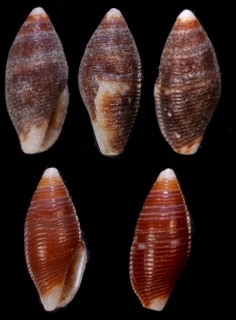 ツマジロシズクニナ Mitromorpha alba