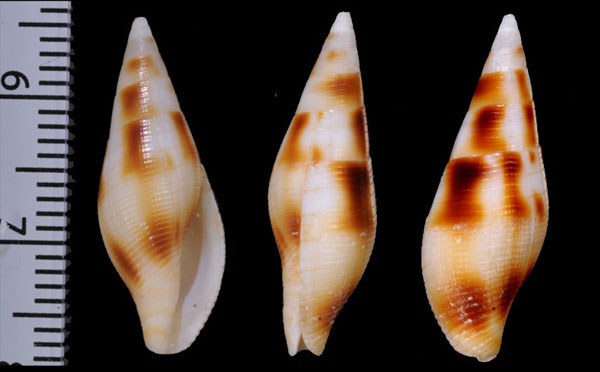 コリーフデ Nebularia ustulata small