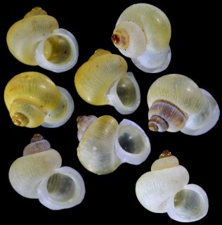 タマネギムシオイ (仮称) Alycaeus globosus globosus small