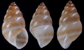 フタスジオカカクタニシ(仮称) Bostryx bilineatus small