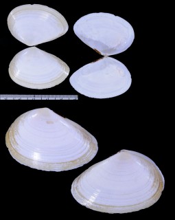 ナンアザクラ （仮称） Homalina trilatera small