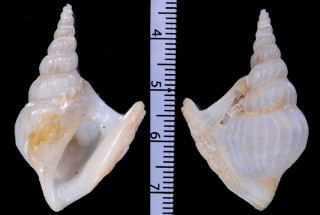 アメリカモミジソデ Aporrhais occidentalis small