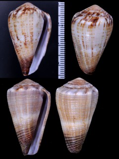 メイエルゴマスジイモ Conus biliosus meyeri small