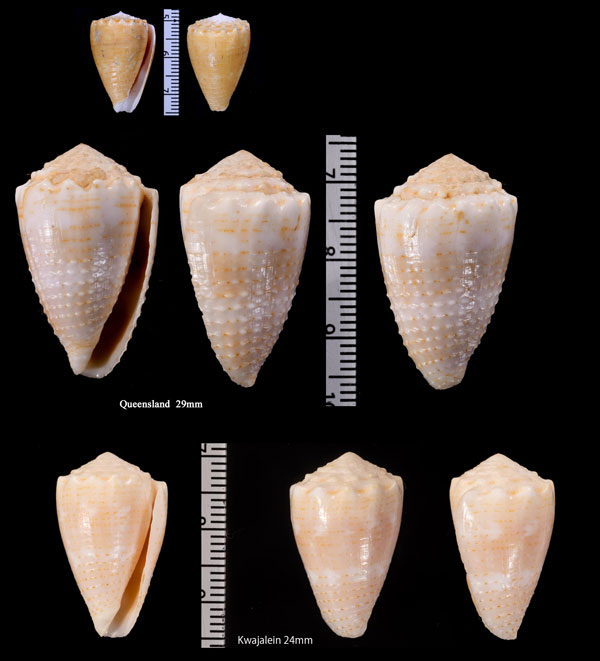 ベニフジサヤガタイモ Conus miliaris