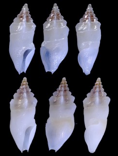 ソビエツノクダマキ Plagiostropha opalus small