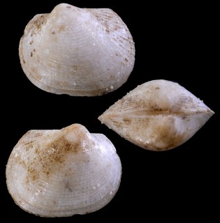 フィリピンワタゾコエガイ (仮称) Bathyarca sp. small